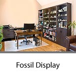 Cataloging Fossil Display Cabinet